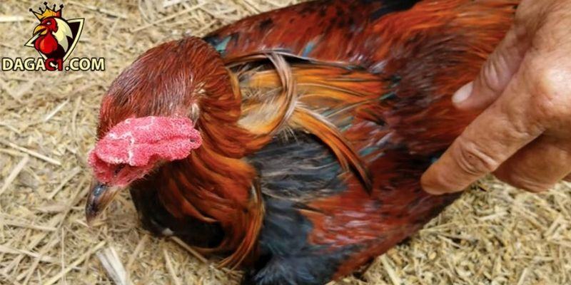 Tiến hành làm mềm cắt khi gà bị dính cựa