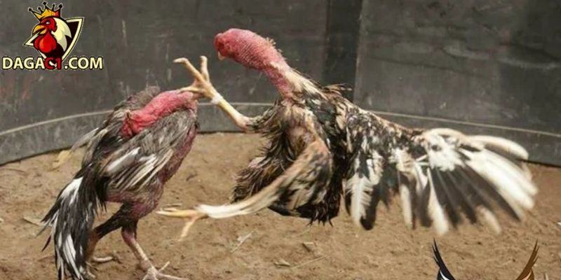 Bổ sung thức ăn chất lượng cao để gà nhanh hồi phục