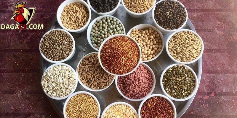 Nên chọn loại ngũ cốc chất lượng cho gà